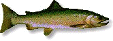Trout Shad